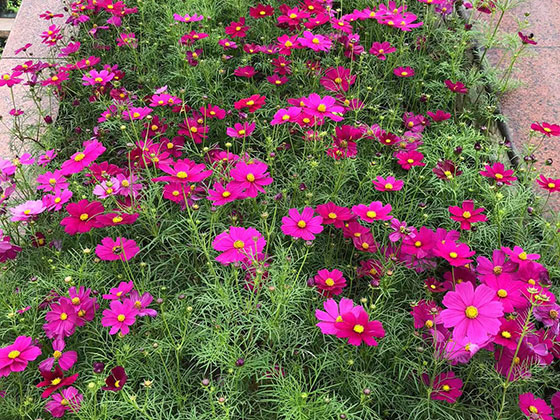 池州鲜花花卉|商住小区绿化设计